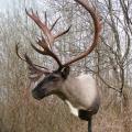 Mountain Caribou Mountain Caribou